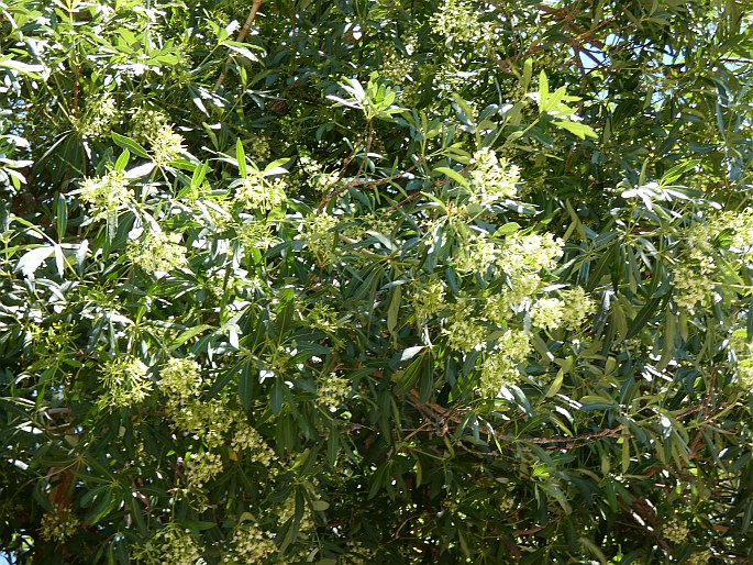 Alstonia actinophylla