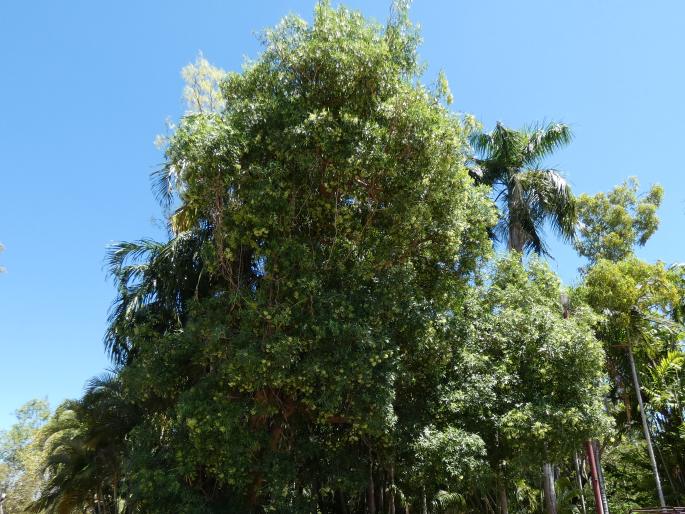 Alstonia actinophylla