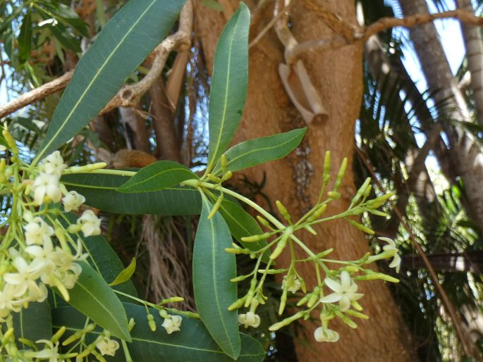 Alstonia actinophylla