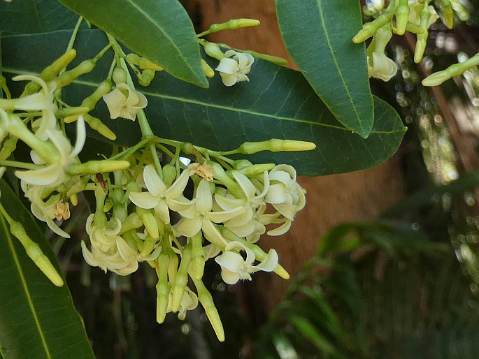 Alstonia actinophylla