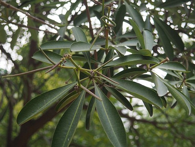 Alstonia scholaris