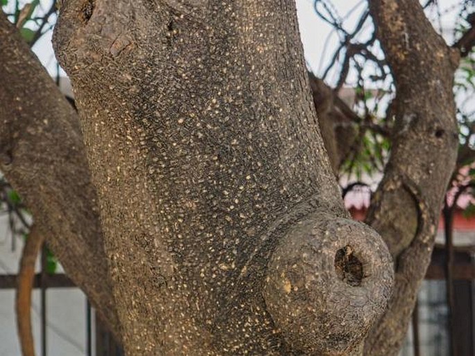 Alstonia scholaris