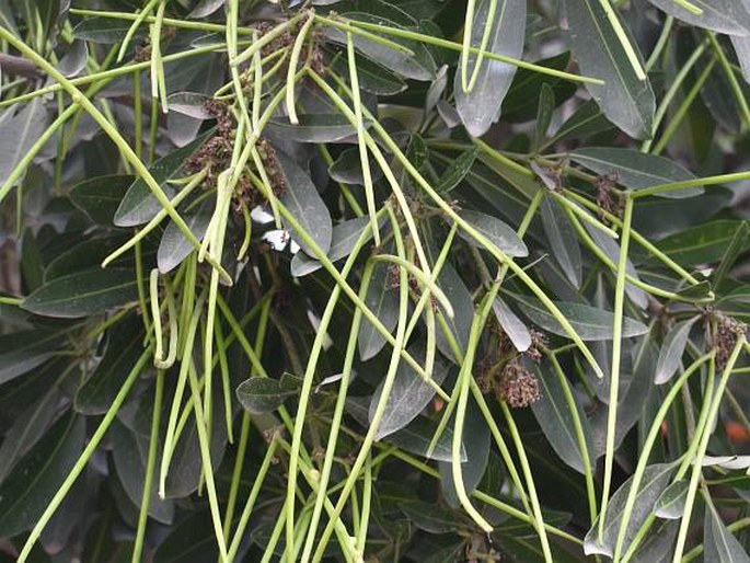 Alstonia scholaris