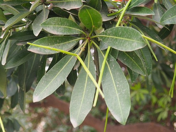 Alstonia scholaris