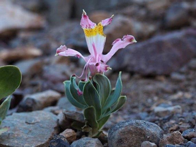 Alstroemeria umbellata