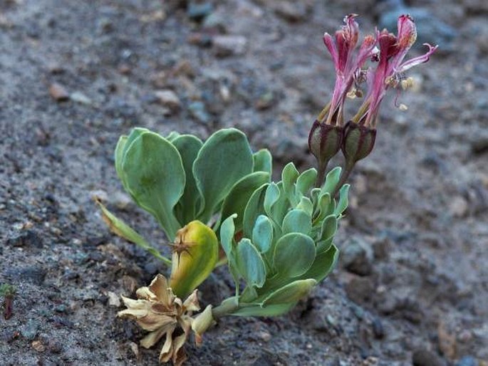 Alstroemeria umbellata