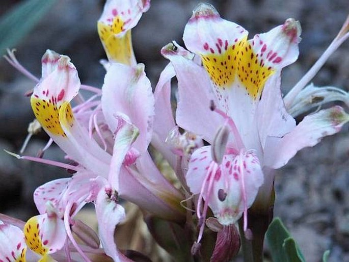 Alstroemeria umbellata