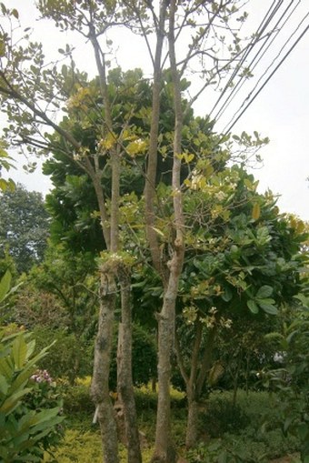 Alstonia spatulata