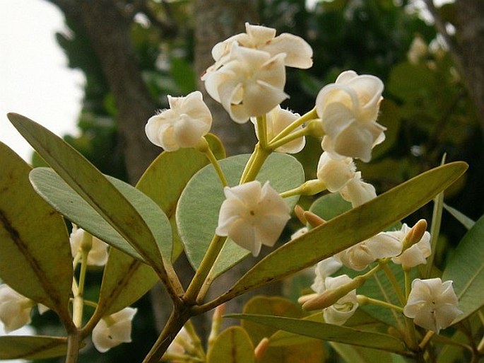 Alstonia spatulata