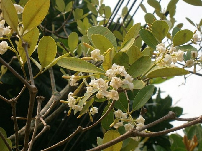 ALSTONIA SPATULATA Blume