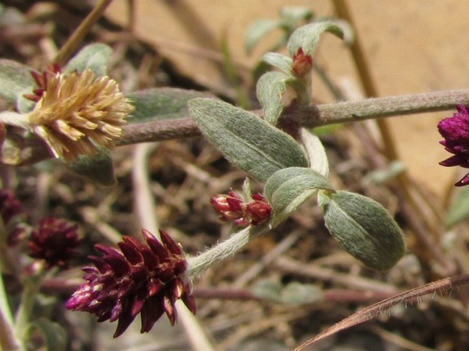 Alternanthera elongata