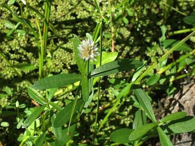 Alternanthera philoxeroides