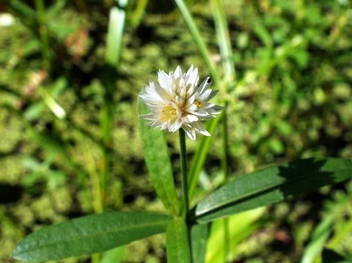 Alternanthera philoxeroides