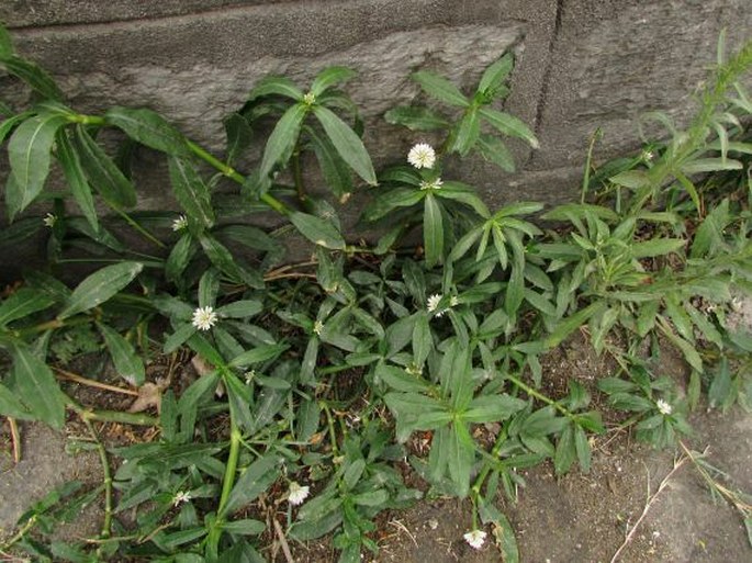 Alternanthera philoxeroides