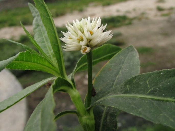 Alternanthera philoxeroides