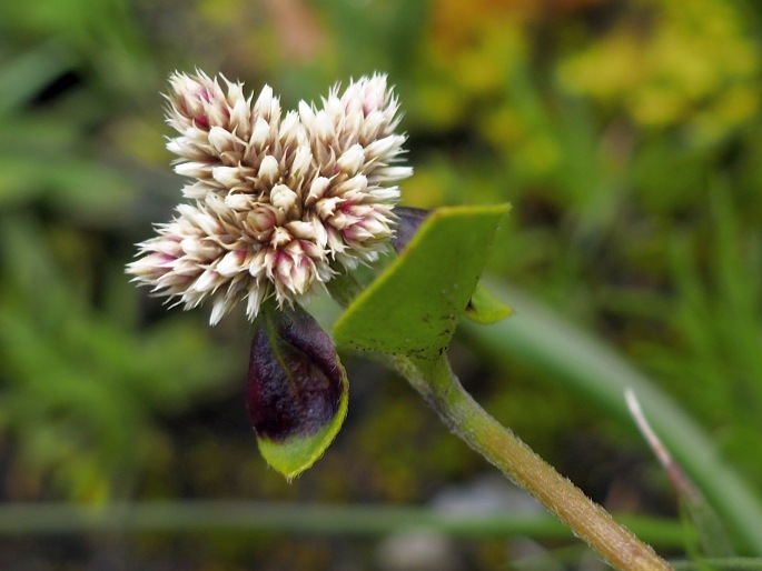 Alternanthera macbridei