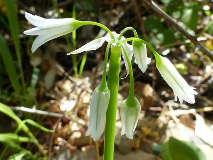 ALLIUM TRIQUETRUM L. – česnek / cesnak