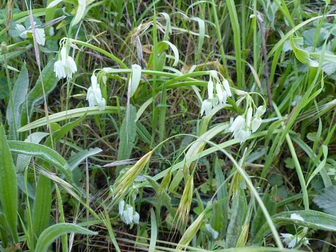 Allium triquetrum