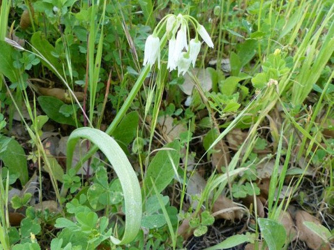 Allium triquetrum