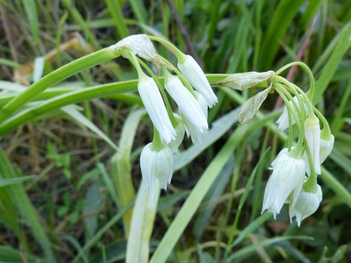 Allium triquetrum