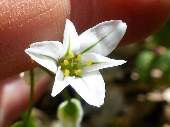 Allium triquetrum