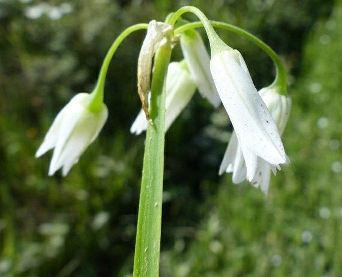 Allium triquetrum