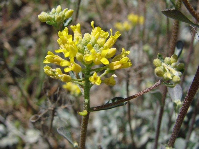 Alyssum chondrogynum