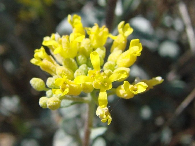 Alyssum chondrogynum