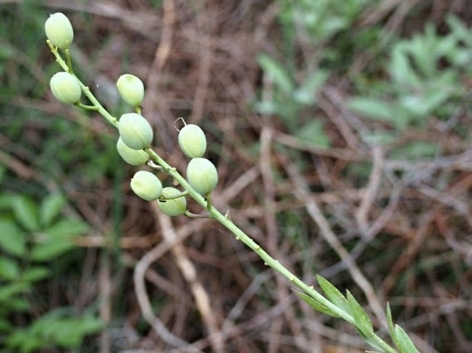 Alyssoides utriculata