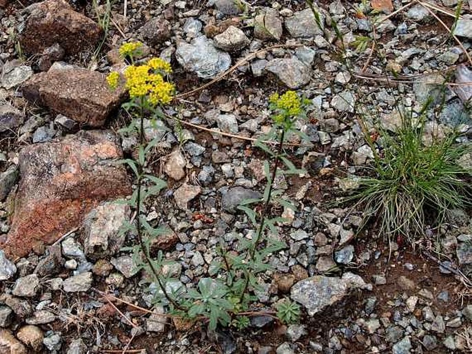 Odontarrhena chalcidica