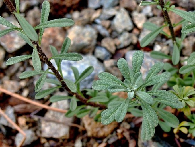 Alyssum bertolonii subsp. scutarinum