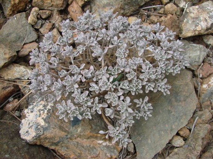 ALYSSUM TROODI Boiss. – tařinka / tarica