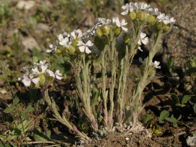 Alyssum tetrastemon