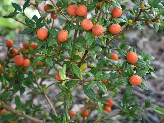 Alyxia ruscifolia