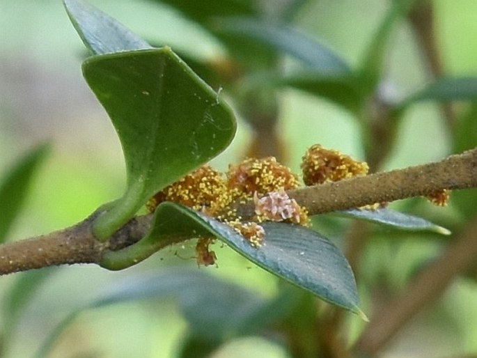 Alyxia ruscifolia