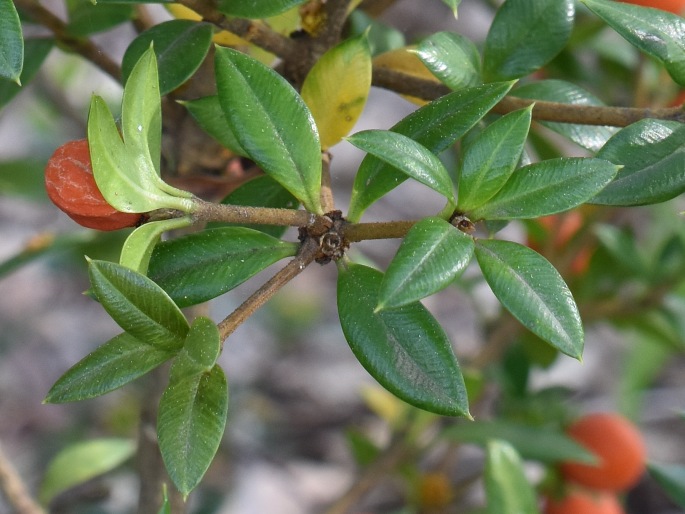 Alyxia ruscifolia