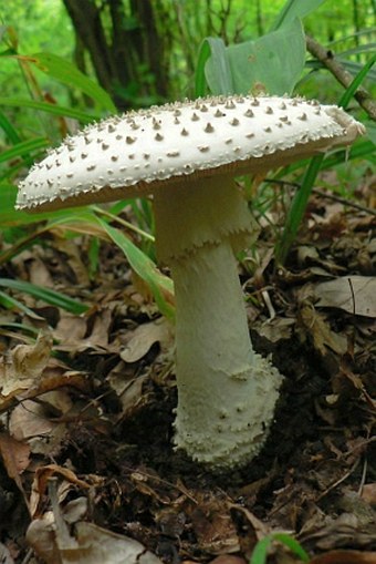 Amanita solitaria