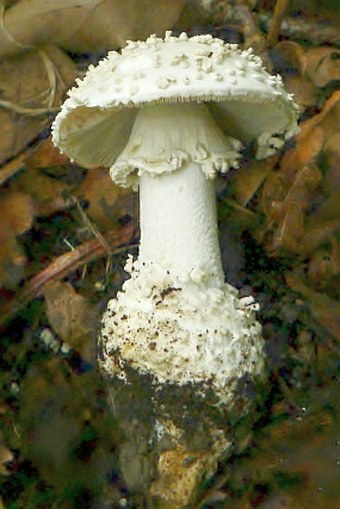 Amanita solitaria