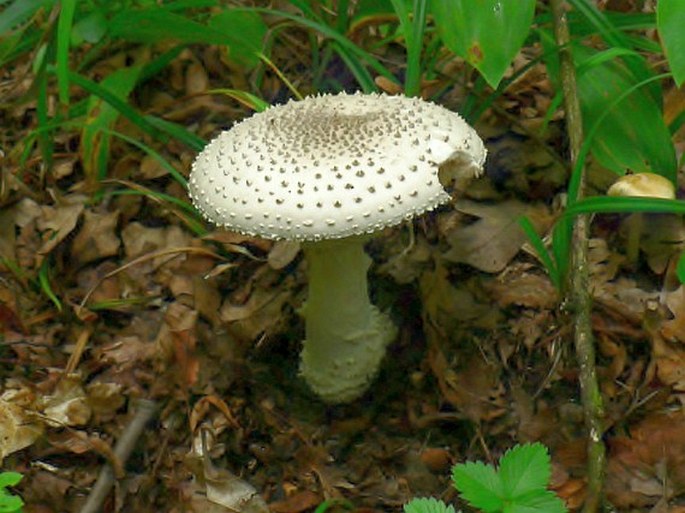 Amanita solitaria