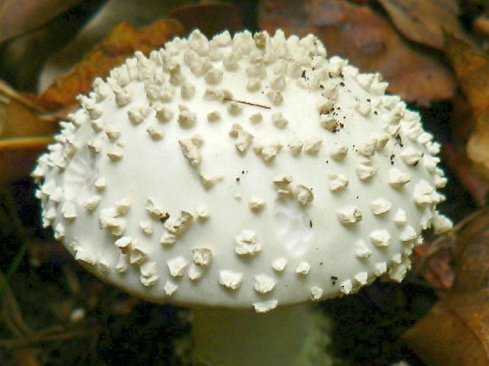 Amanita solitaria