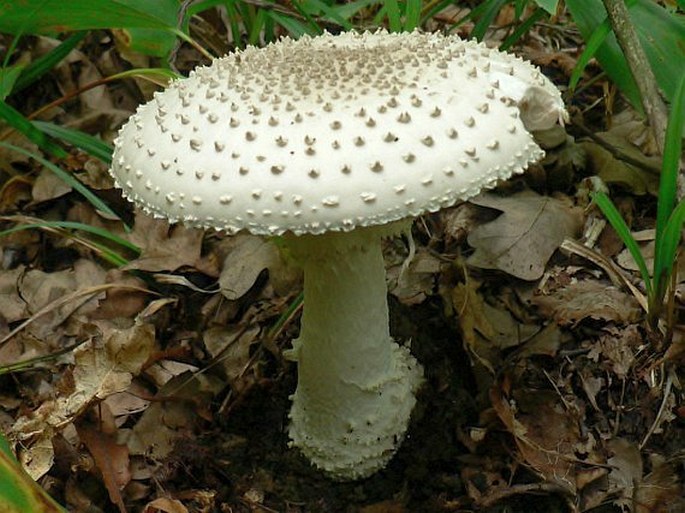 Amanita solitaria