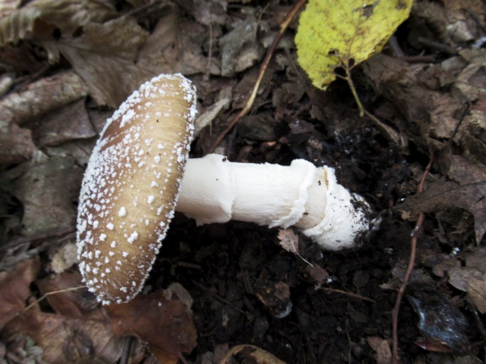 Amanita pantherina