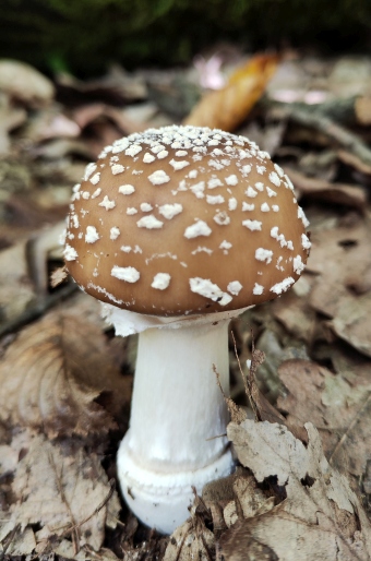 Amanita pantherina