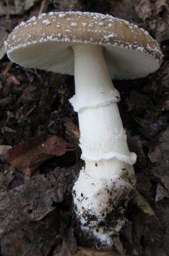 Amanita pantherina