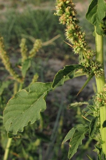 Amaranthus spinosus