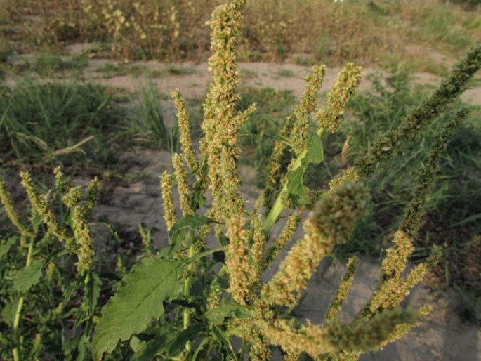 Amaranthus spinosus