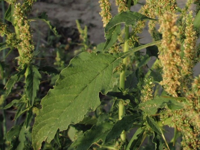 Amaranthus spinosus