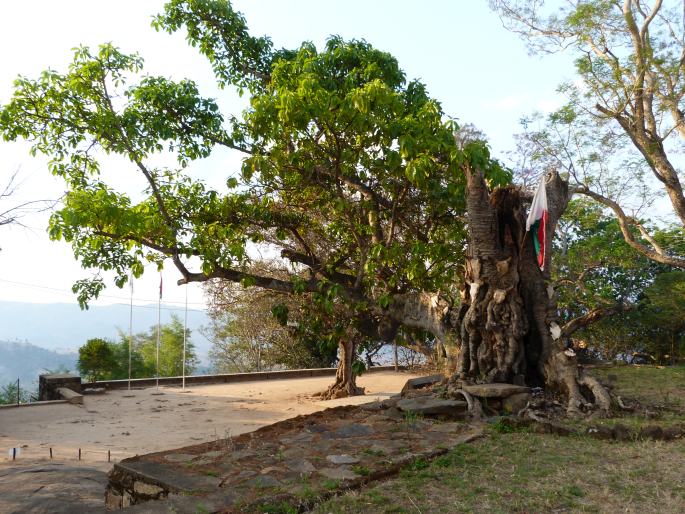 Fíkovník u paláce Ambohimanga, Madagaskar