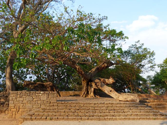 Fíkovník u paláce Ambohimanga, Madagaskar