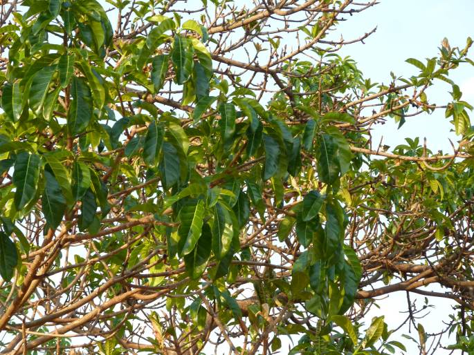 Fíkovník u paláce Ambohimanga, Madagaskar